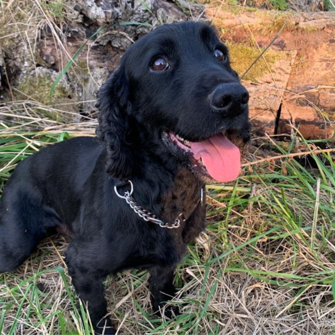 Ex police cocker best sale spaniels